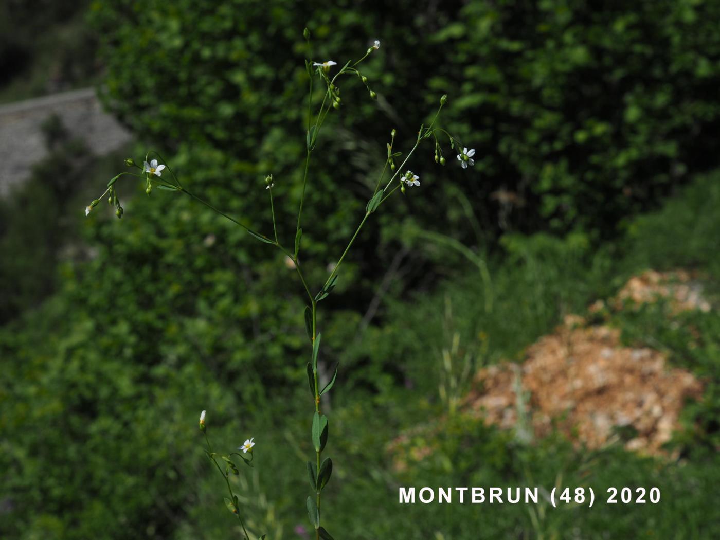 Flax, Purgative plant